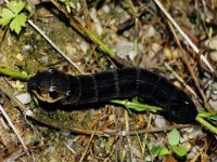 0009 mittlerer Weinschwärmer